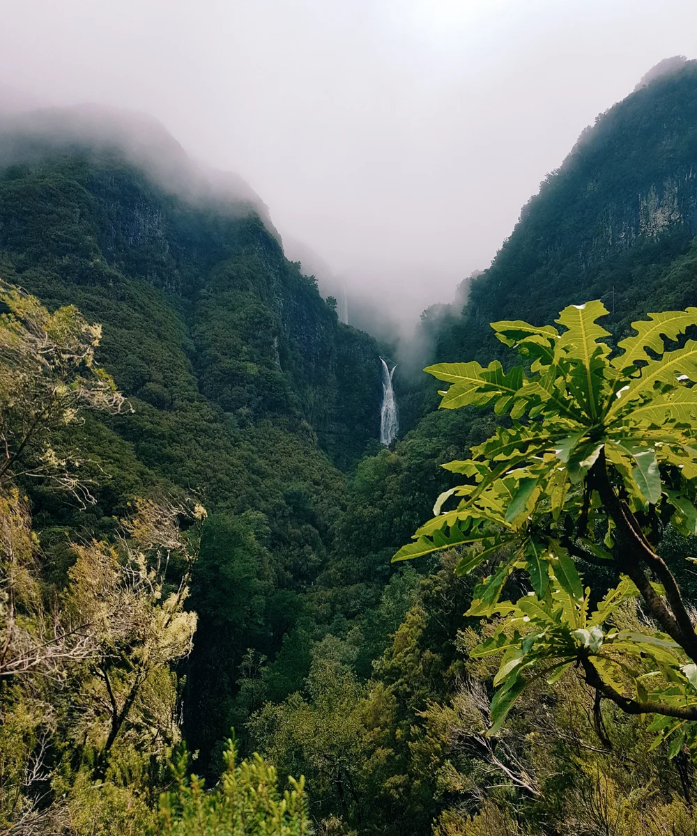 Lush forest rising into a mist-filled valley, used as landscape imagery
